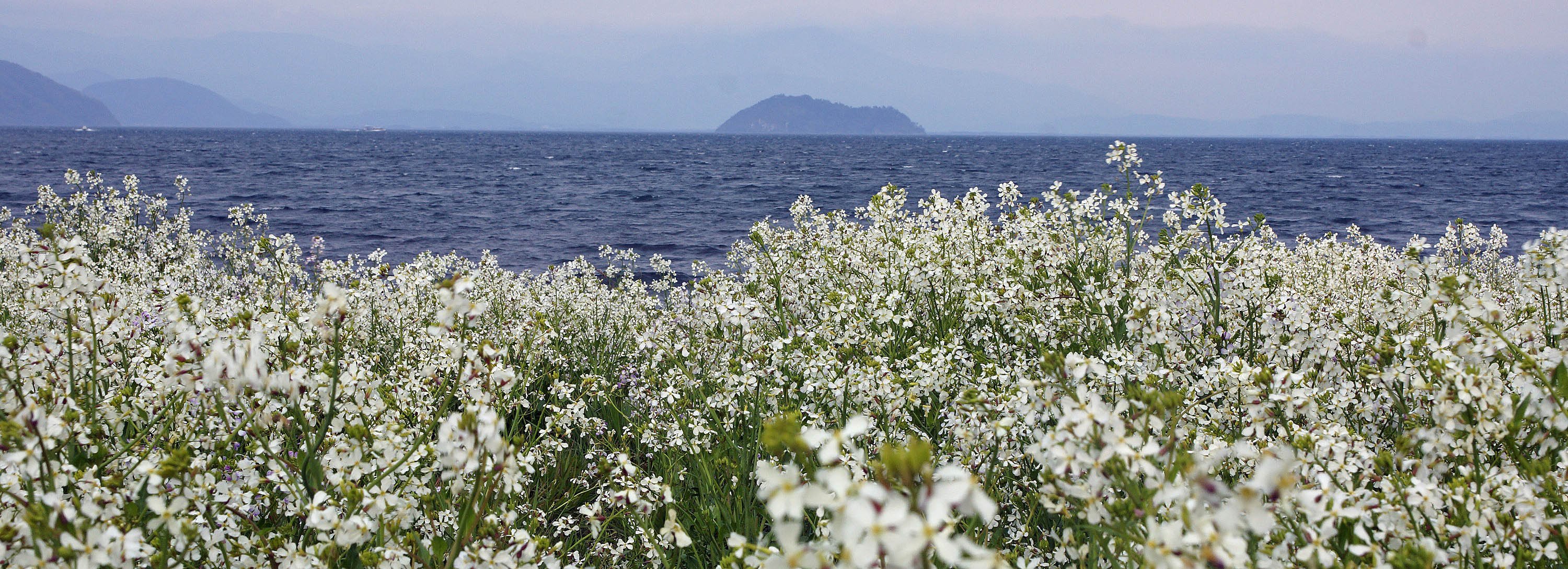 湖畔の華大根　高島市今津町桂浜