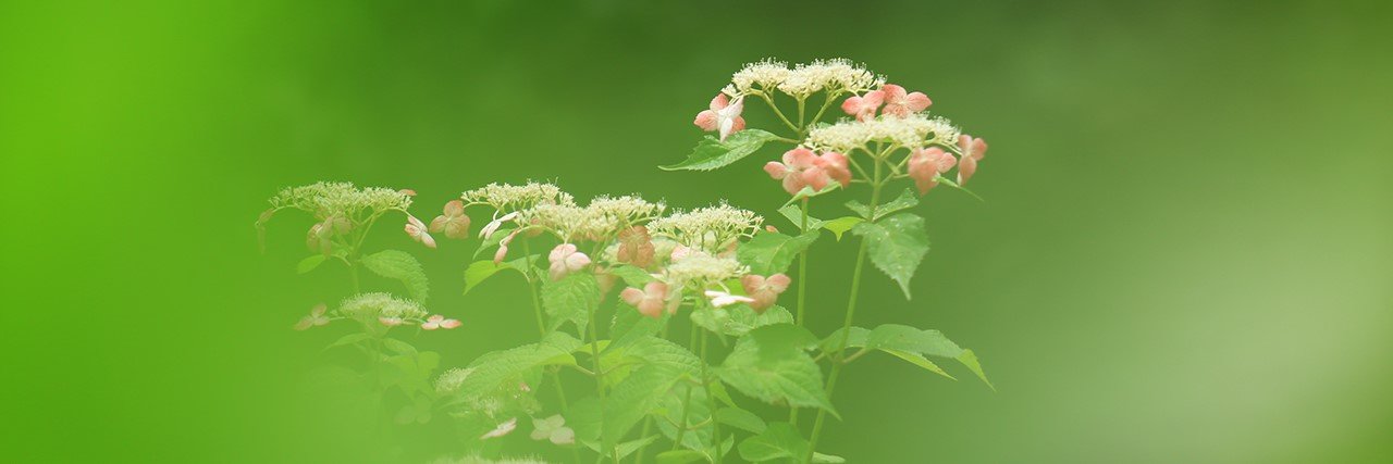 「初夏に咲く」　万博記念公園