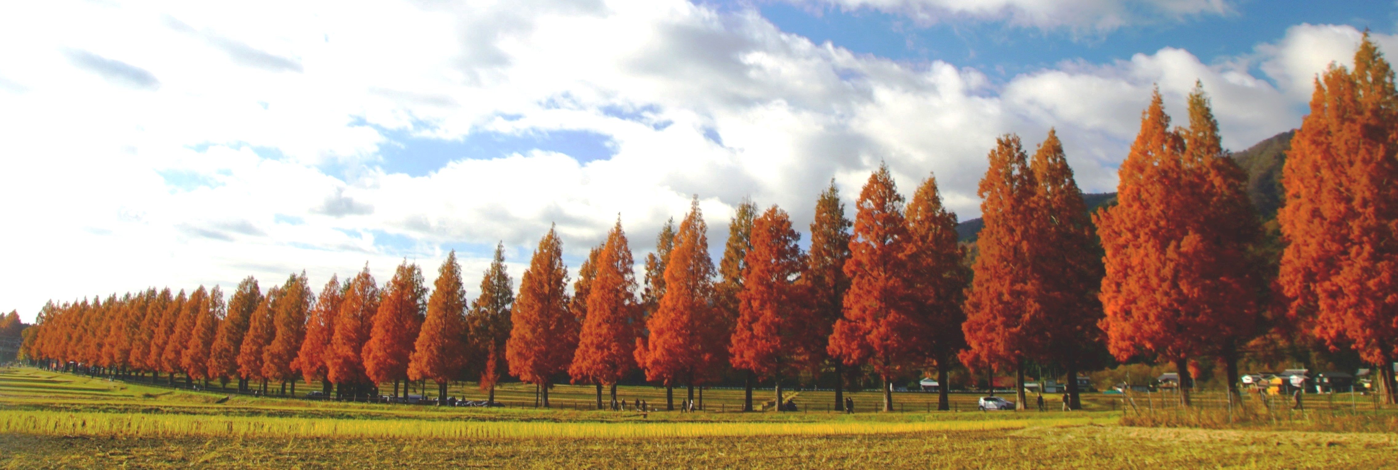 錦秋のメタセコイヤ並木　高島市マキノ高原