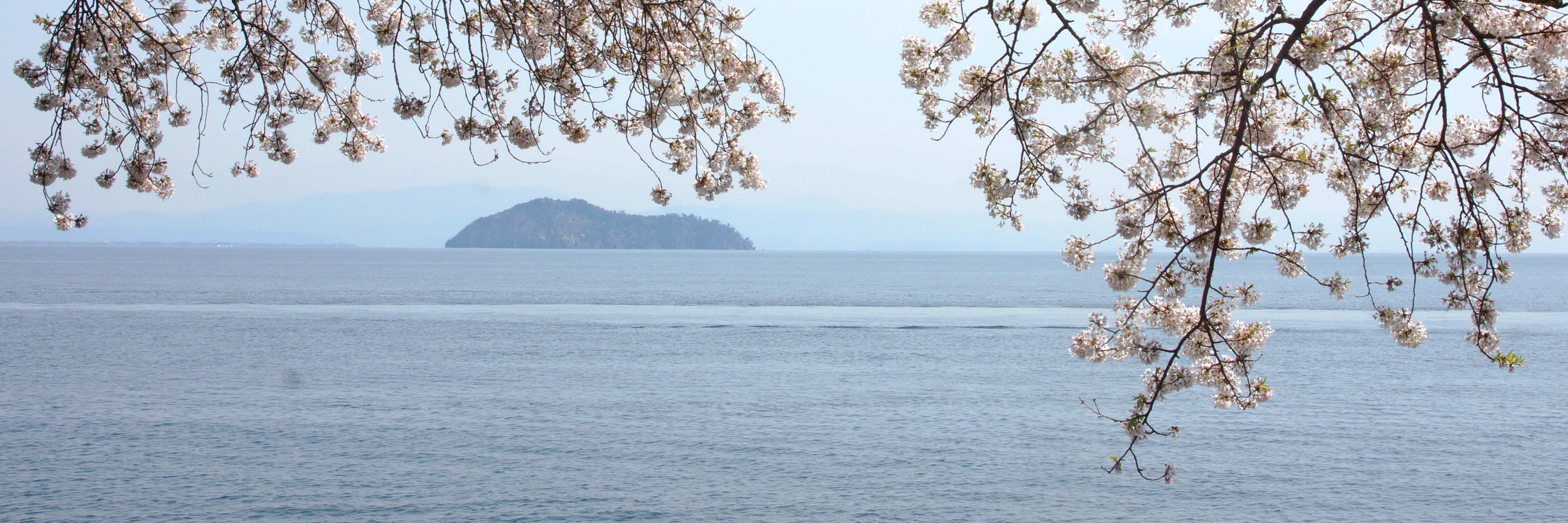 竹生島春色　長浜市大浦二本松